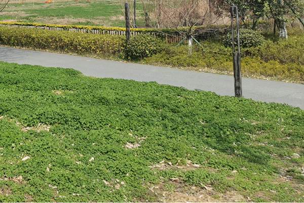 筑牢質(zhì)量“安全線”！珠海市生態(tài)環(huán)境局等四部門加強建設(shè)用地土壤環(huán)境聯(lián)動監(jiān)管服務(wù)